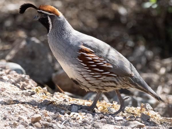 <h3><a href="/trips/Tucson_2023/biota/animalia/chordata/aves/006 galliformes/004 odontophoridae/callipepla gambelii/callipepla gambelii-nl.html">Callipepla&nbsp;gambelii</a> / Gambel's&nbsp;quail / Gambels&nbsp;kuifkwartel</h3>OM-1 met M.300mm F4.0 + MC-14, 1/3200 sec  bij F5.6, ISO 4000, afstand 8.38&nbsp;m